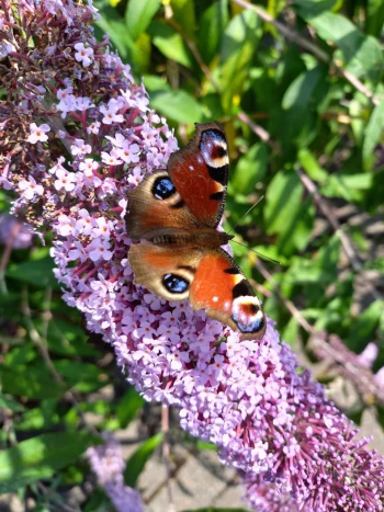 Autor: de Laar, Alessa