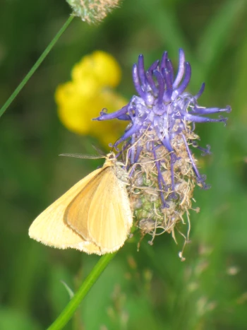 Autor: Tschielly, L.B.