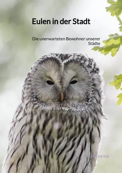 Eulen in der Stadt