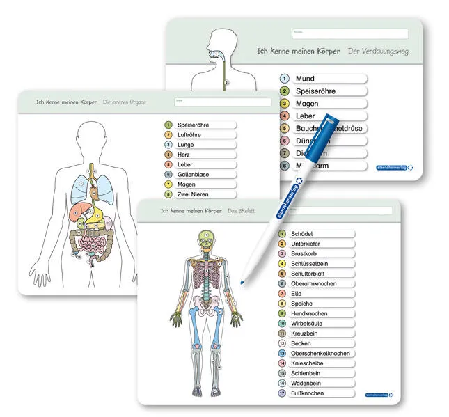 Cover: Ich kenne meinen Körper - Organe / Skelett / Verdauung- 3 Tafeln im Set mit Stift