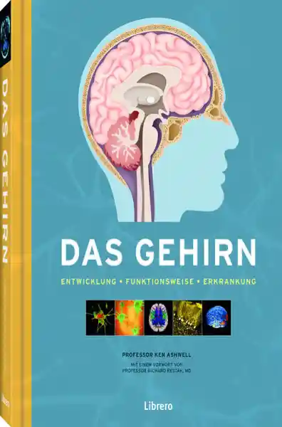 Cover: Das Gehirn